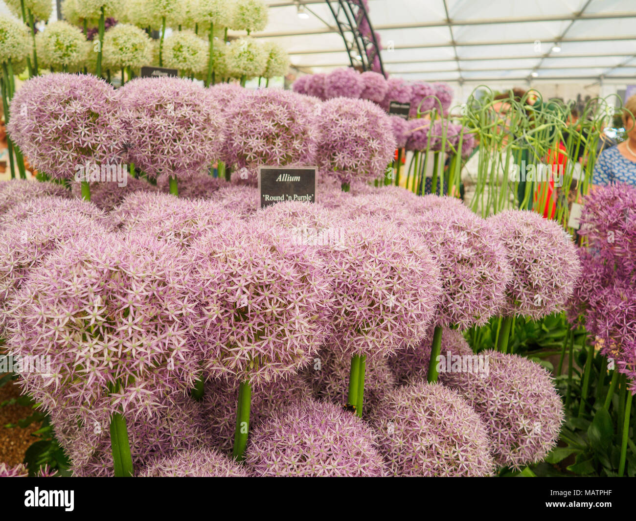 LONDON, UK - MAY 25, 2017: RHS Chelsea Flower Show 2017. Closeup view of alliums display. Stock Photo