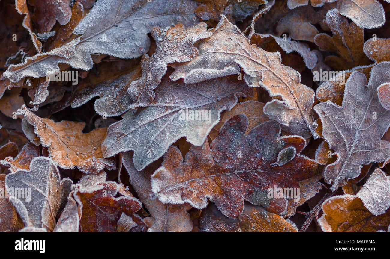 A group of fallen leaves, covered lightly with a cool frost Stock Photo