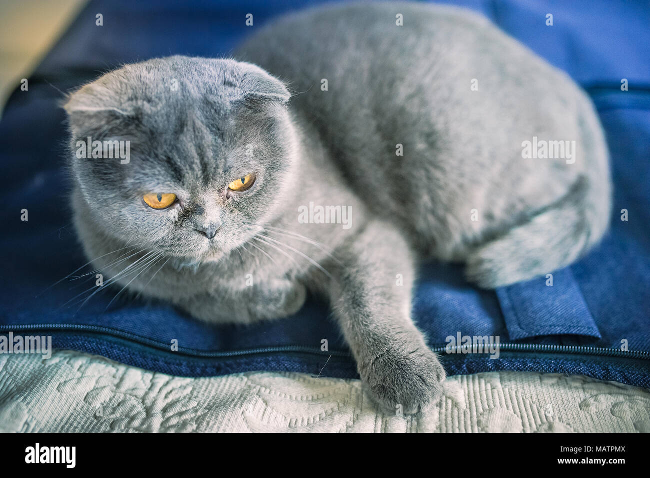 Lazy cat Russian blue Stock Photo