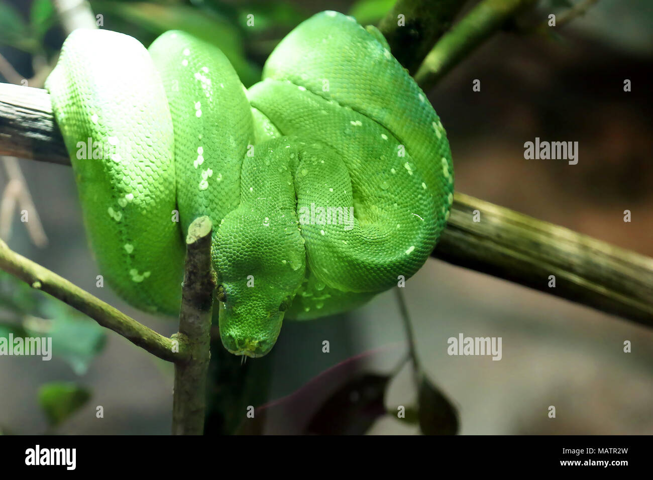Green tree python snake on a branch. Morelia viridis Stock Photo - Alamy