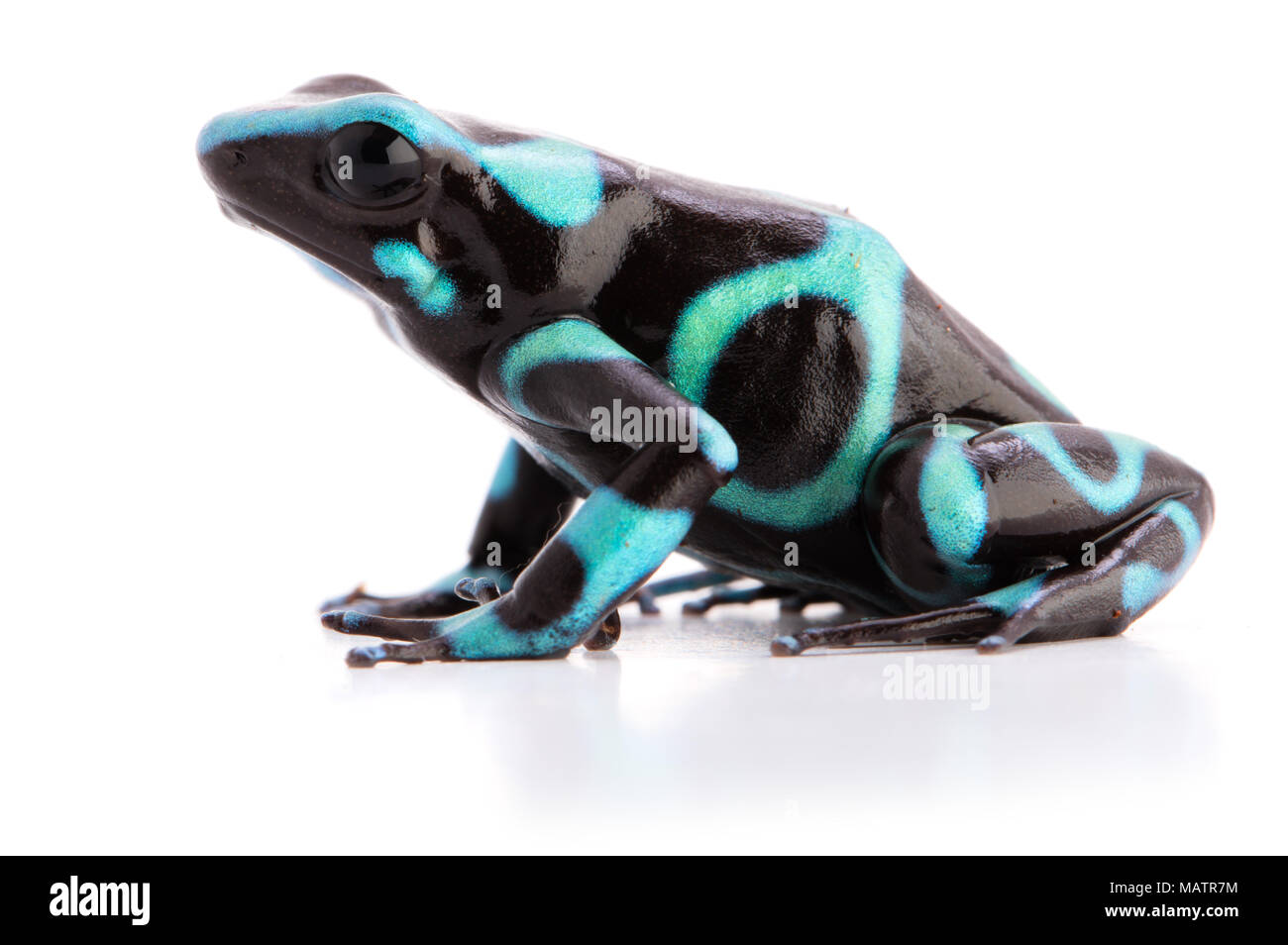 poison dart frog dendrobates auratus Stock Photo