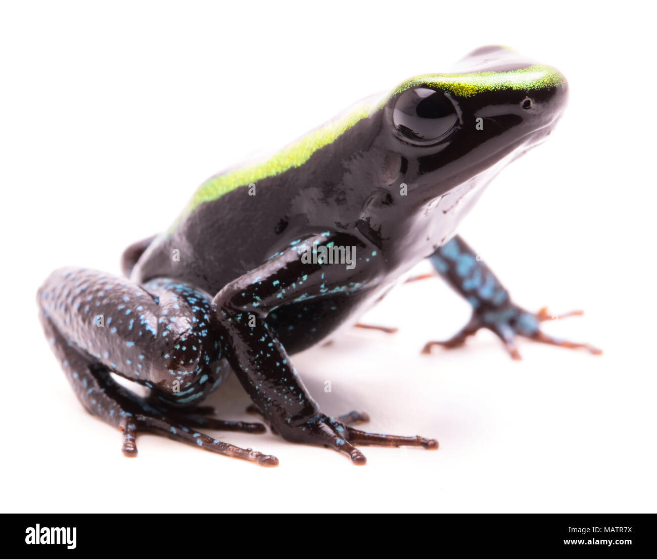 Kokoe poison dart frog, Phyllobates aurotaenia. A very poisonous and dangerous animal from the tropical Amazon rain forest in Colombia. Isolated on wh Stock Photo