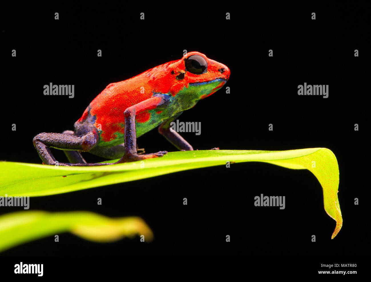 red strawberry poison dart frog Costa rica and Nicaragua. Beautiful poisonous animal from the central american tropical rain forest. Macro exotic amph Stock Photo