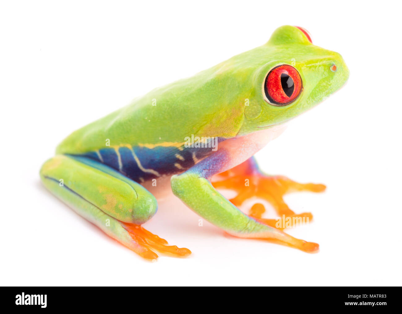 Agalychnis callidryas or the red eyed monkey tree frog, from the rain forest of Panama and Costa Rica isolated on white. Stock Photo