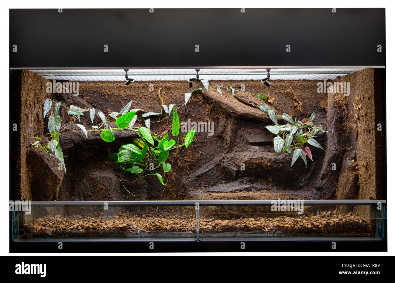 Terrarium to keep tropical jungle animals such as lizards and poison dart frogs. Glass tank with decoration for rain forest  pet animal. Stock Photo