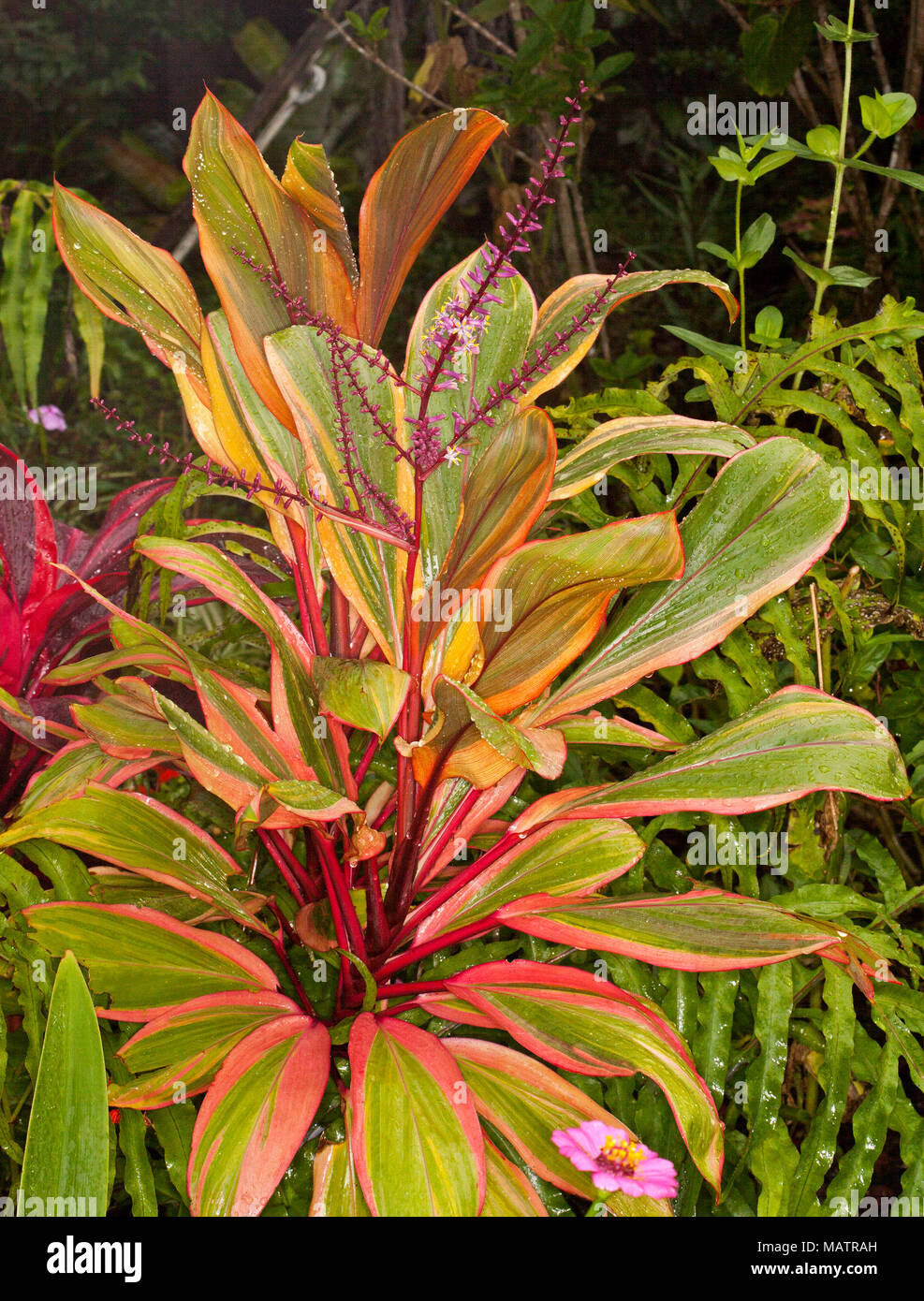 Stunning vivid orange, green and red variegated foliage of Cordyline fruticosa 'Early Morning Diamond' with flowers Stock Photo