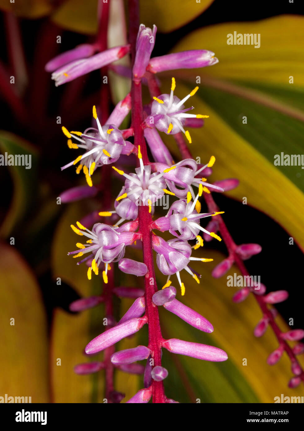 Close-up of white flowers and red buds of Cordyline fruticosa cultivar on background of golden leaves Stock Photo