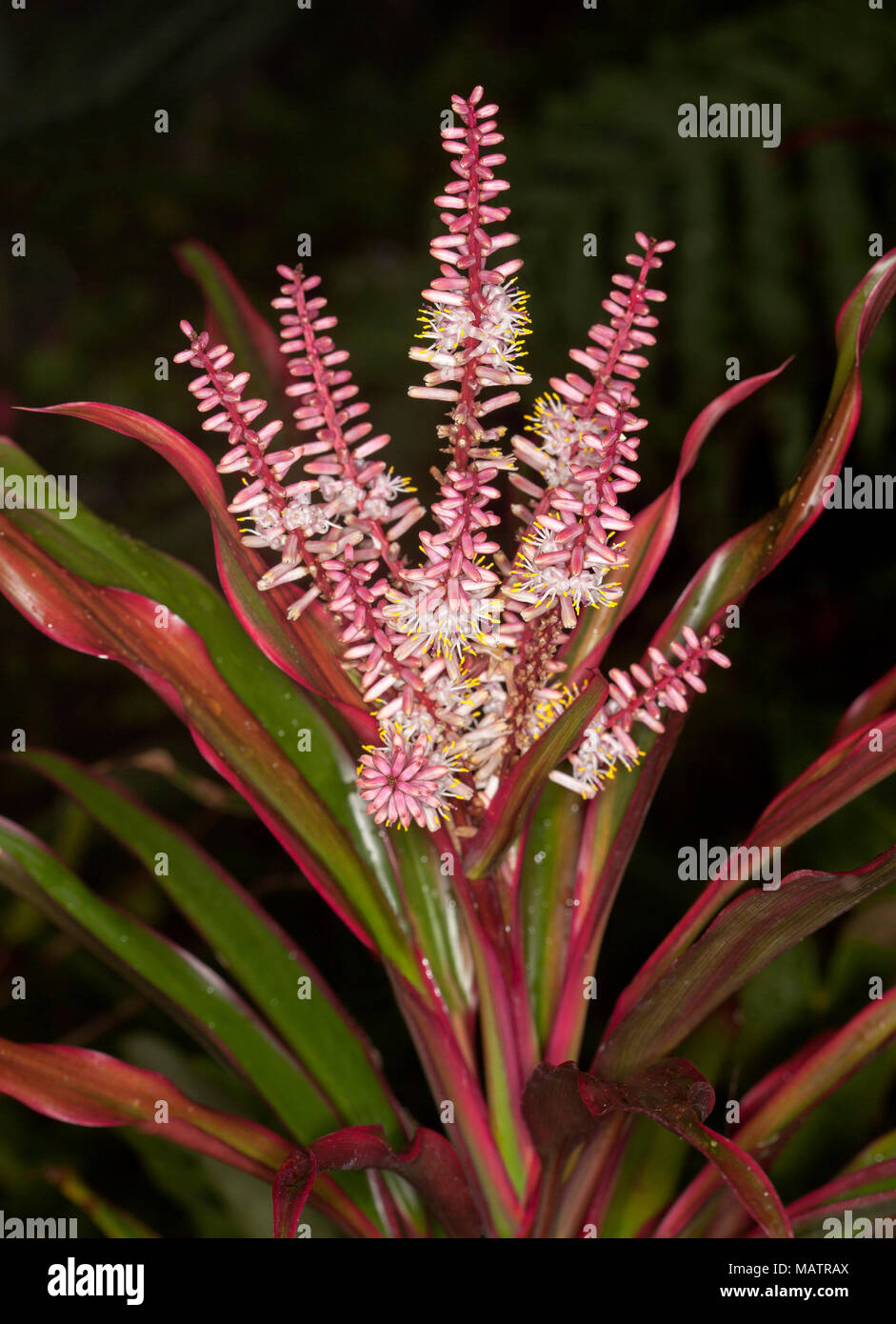 Cluster of white flowers and red buds and red and green foliage of Cordyline fruticosa cultivar against dark background in Australia Stock Photo