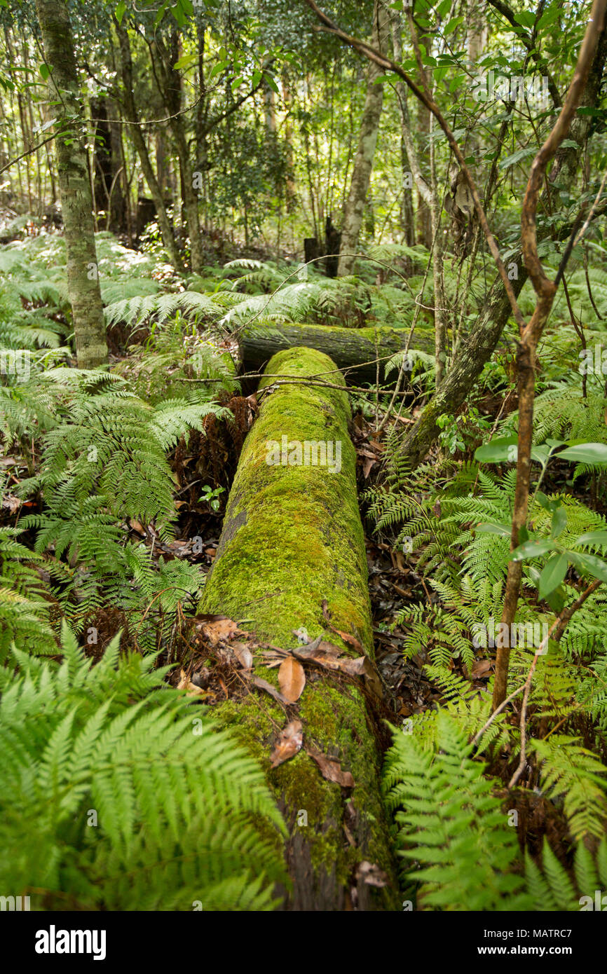 Moss cloaked log, emerald ferns and bracken among forests of Conondale Ranges National Park in Queensland Australia Stock Photo