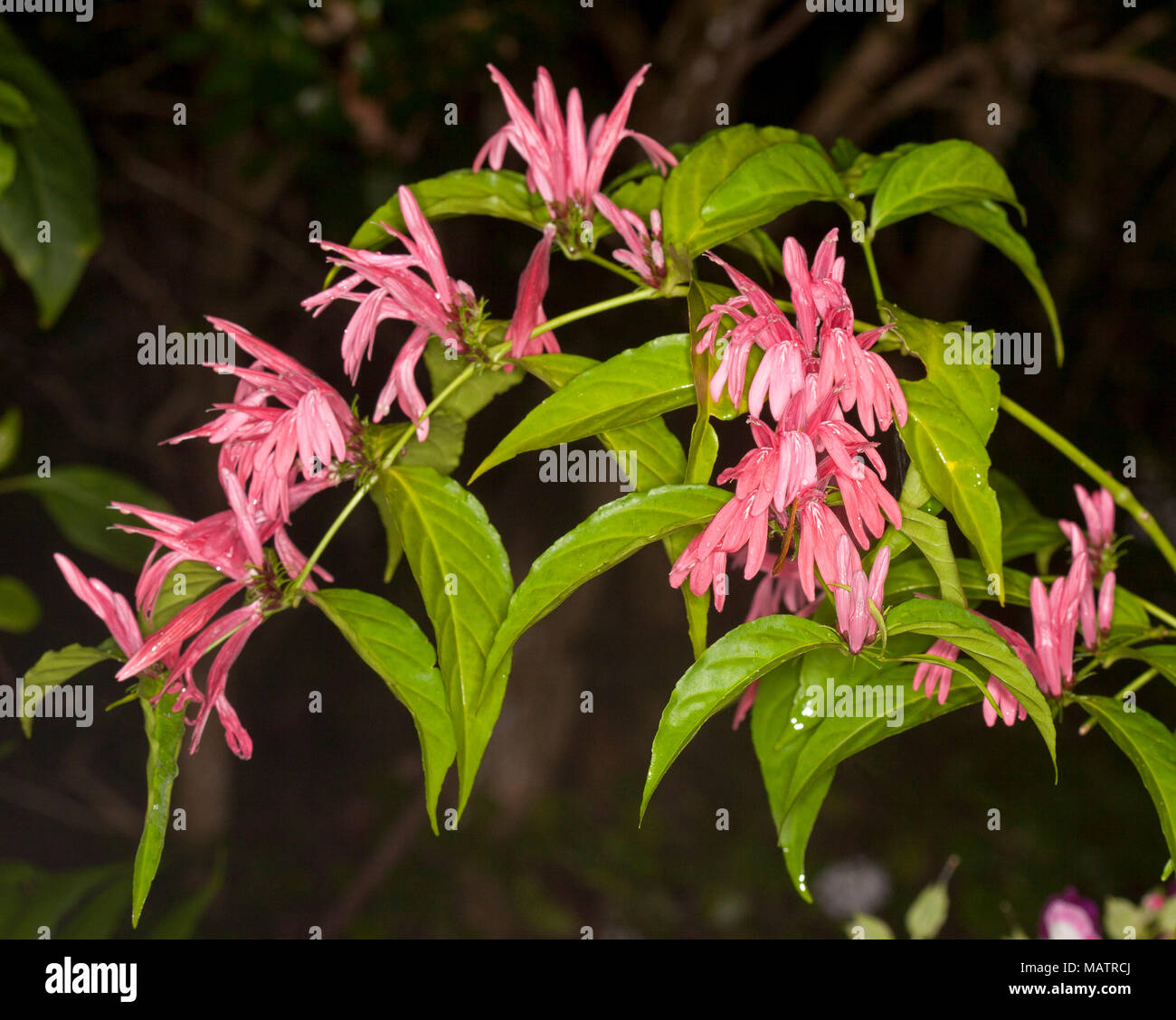 Unusual vivid pink flowers and bright green leaves of shrub Justicia nodosa 'Pretty In Pink' on dark background - in Australia Stock Photo
