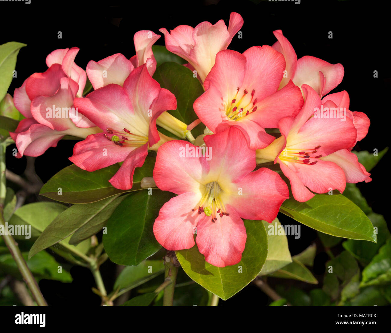Cluster of large and stunning vivid pink flowers & green leaves of tropical Vireya Rhododendron 'Strawberry Parfait' on dark background in Australia Stock Photo
