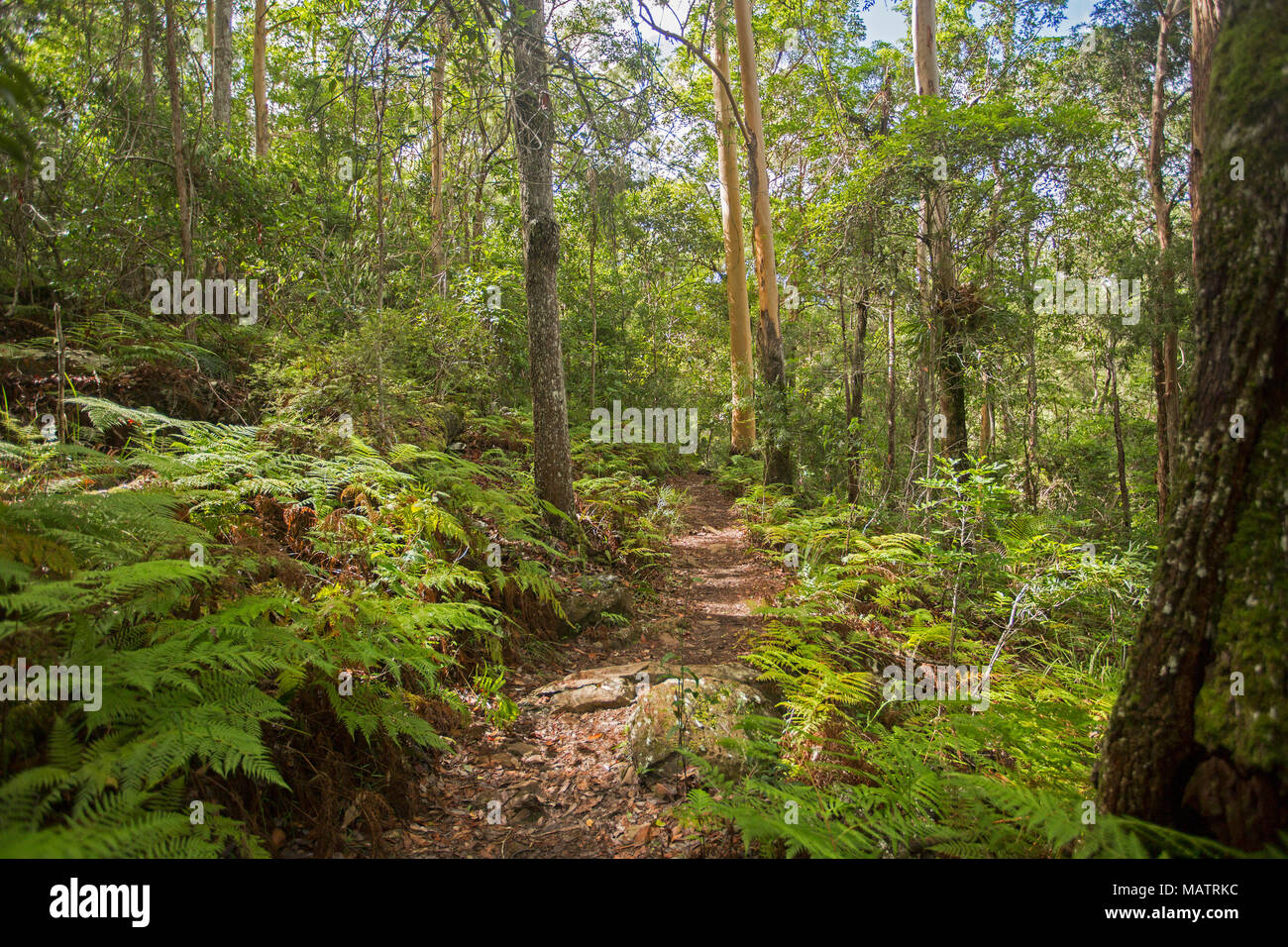 Dense emerald forests with ferns and bracken severed by narrow walking trail in Conondale Ranges National Park  Queensland Australia Stock Photo