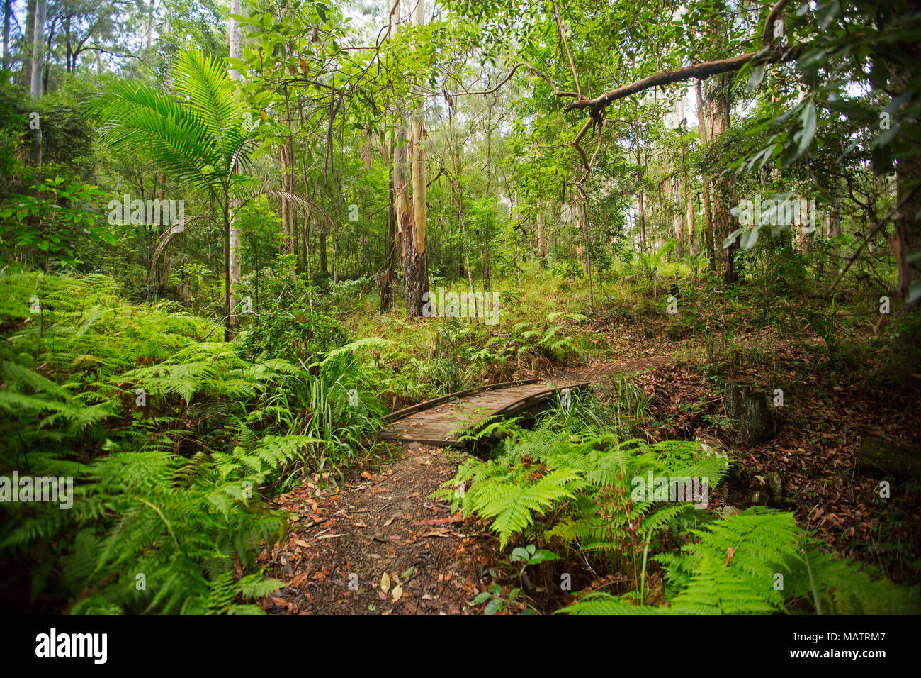 Dense emerald forests with ferns and bracken severed by narrow walking trail in Conondale Ranges National Park  Queensland Australia Stock Photo