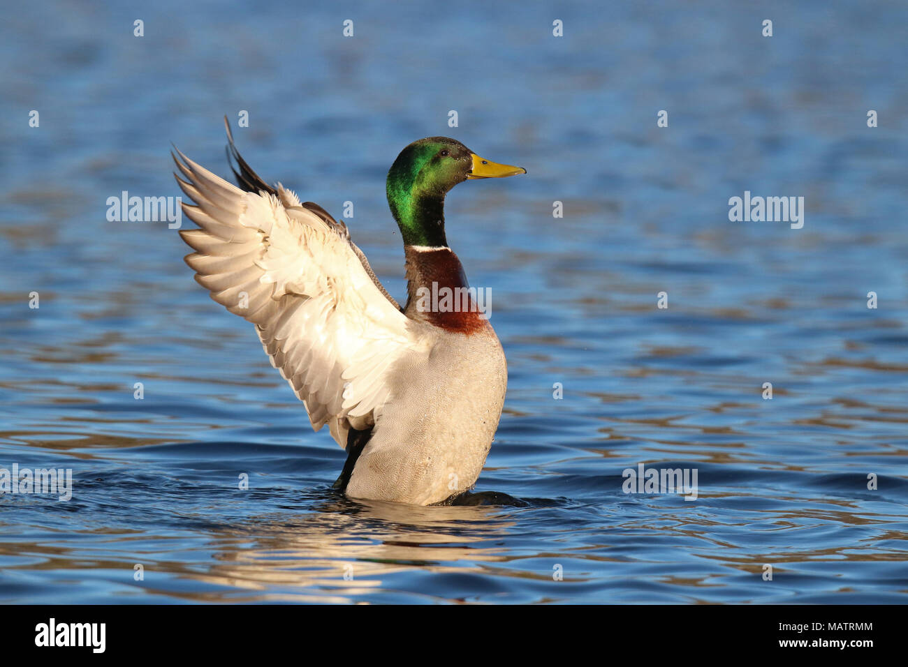 A male mallard duck Anas platyrhynchos flapping his wings on a blue lake Stock Photo