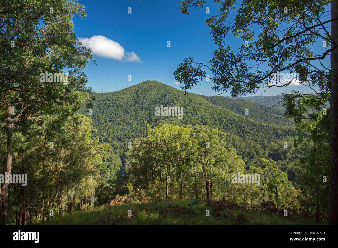 View of landscape of forested hills of Conondale Ranges National Park under blue sky in Queensland Australia Stock Photo