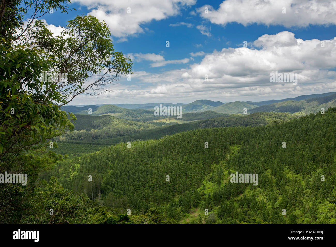 View of landscape of forested hills of Conondale Ranges National Park under blue sky in Queensland Australia Stock Photo