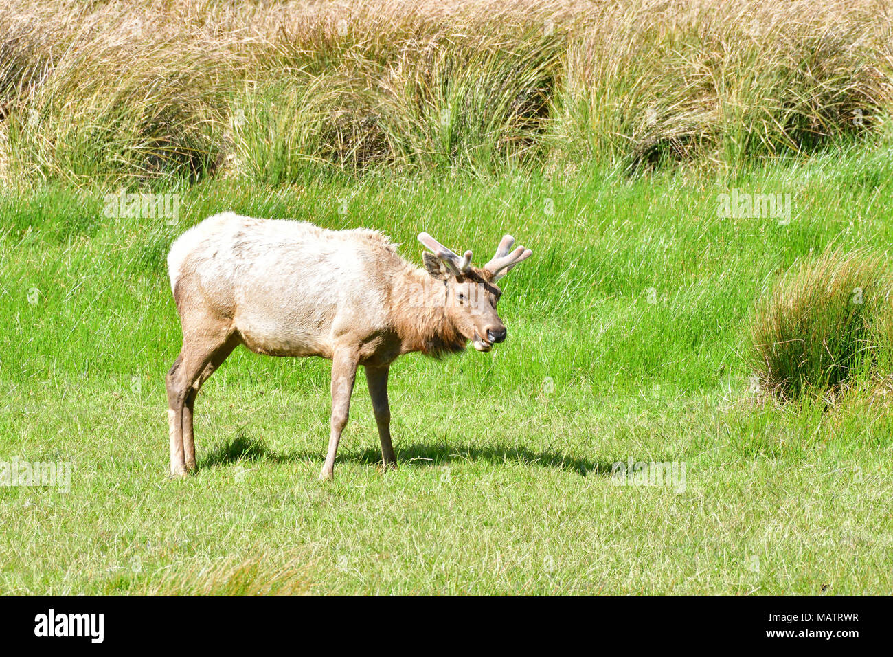 Tule Elks at Tomale Elk Reserve Stock Photo