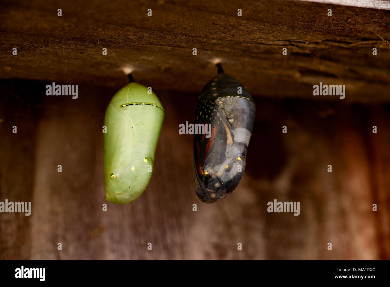 Butterfly inside hires stock photography and images Alamy