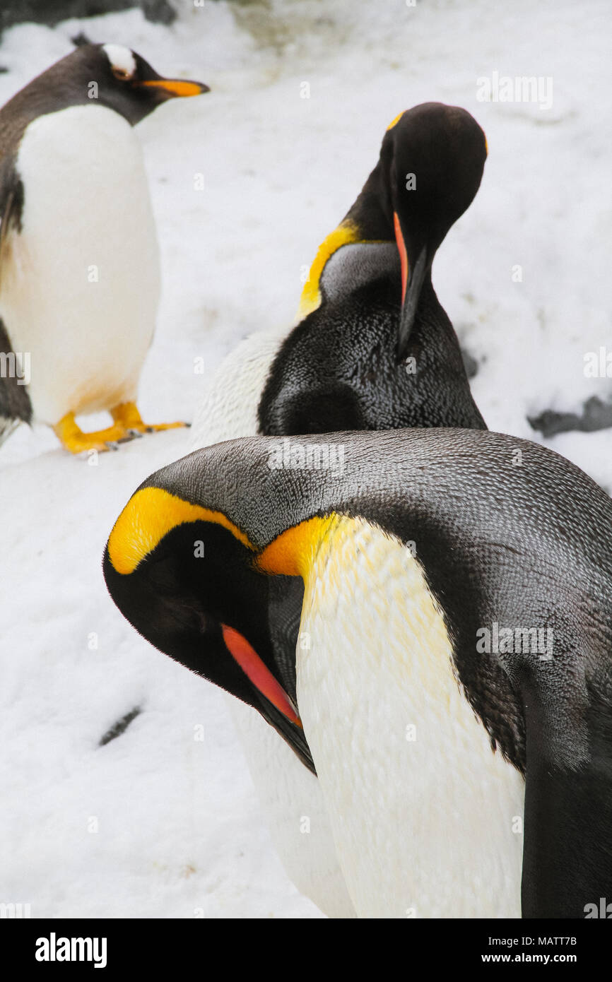 Penguins in Asahikawa Zoo Stock Photo