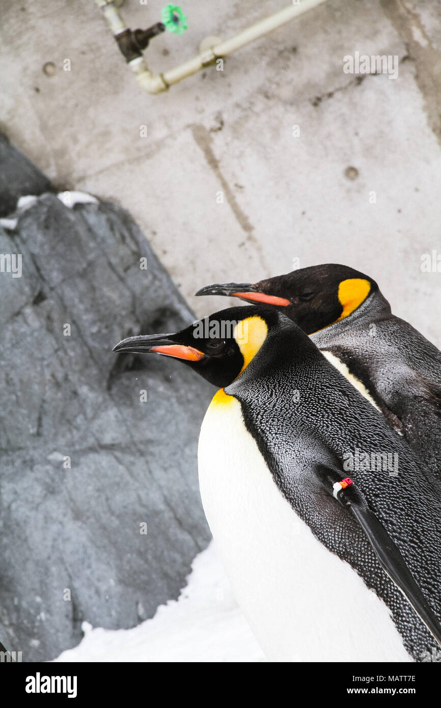 Penguins in Asahikawa Zoo Stock Photo