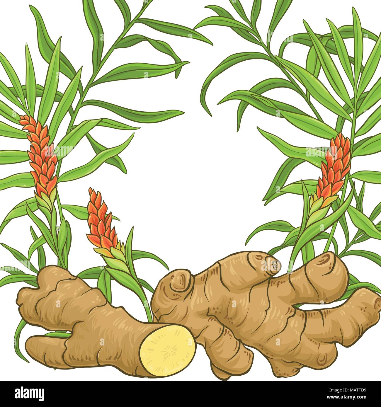 ginger plant vector frame on white background Stock Vector Image & Art