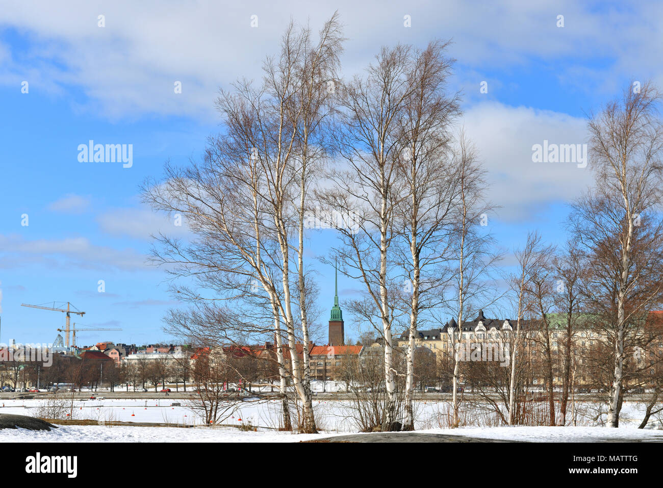 Early spring in Helsinki, Finland. Birches on Uunisaari island Stock ...