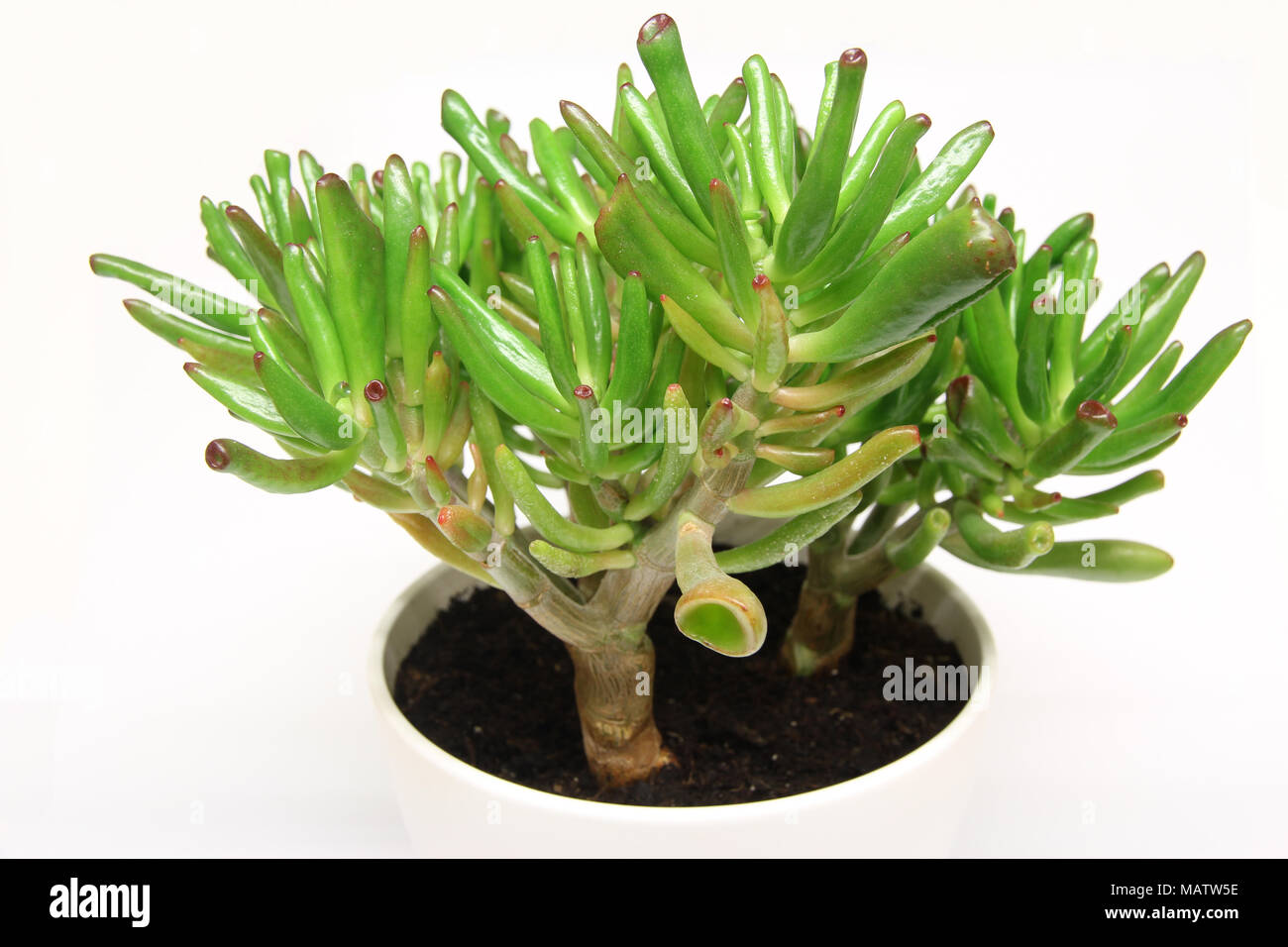The bright green with red tips hardy succulent house plant called Crassula ovata Convoluta Gollum or Trumpet (Finger) Jade Stock Photo