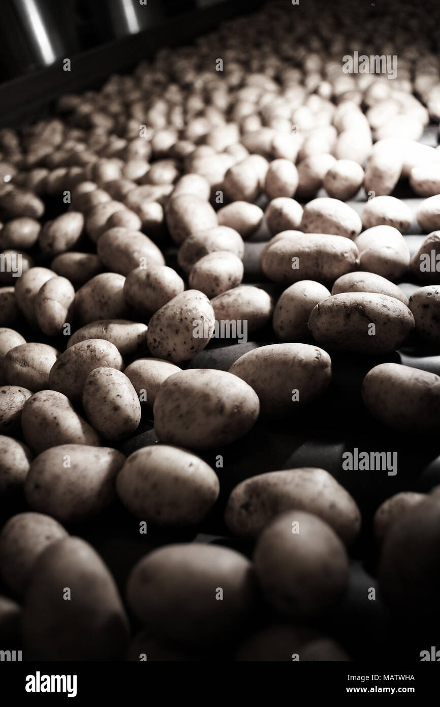 potatoes on a conveyor belt Stock Photo Alamy