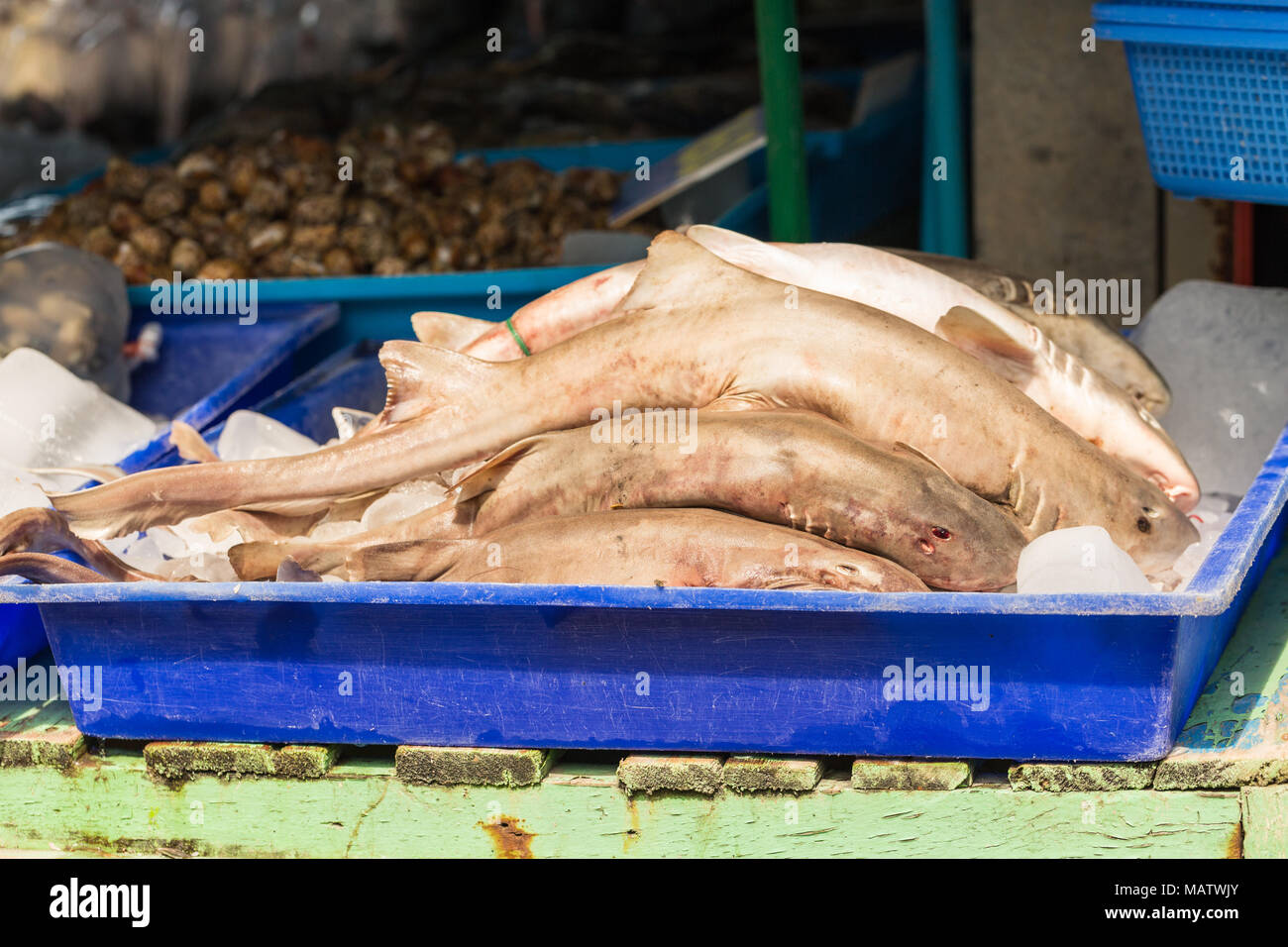 Fresh sharks in seafood market Stock Photo