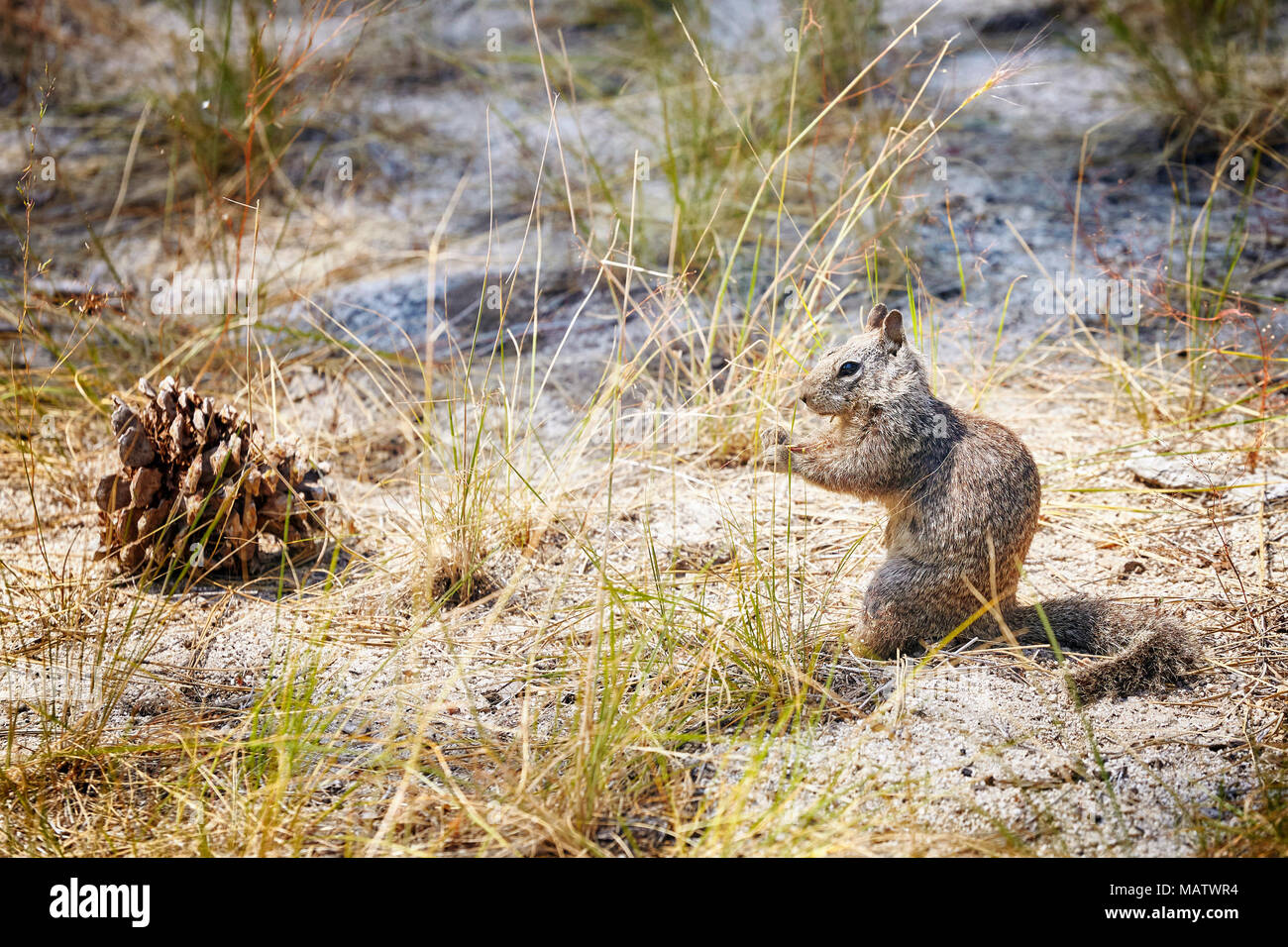 Squirrel in the Yosemite National Park, California, USA. Stock Photo