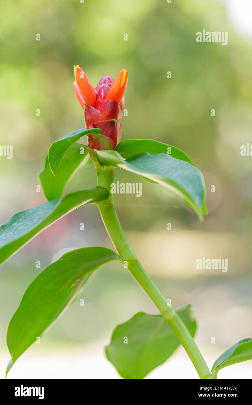 Zingiber zerumbet hires stock photography and images Alamy