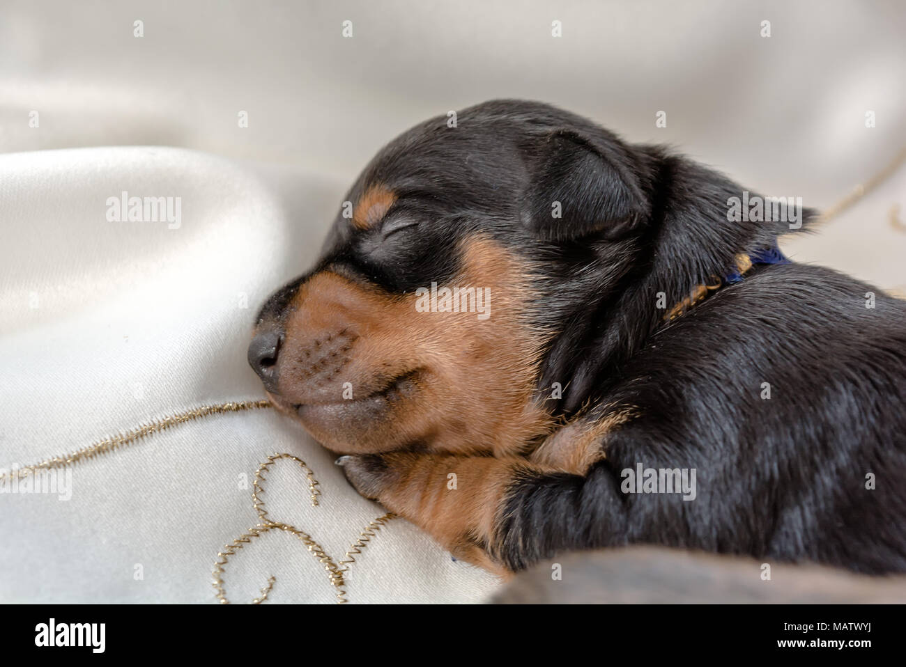 Miniature Pinscher puppy sleeping on the bed Stock Photo