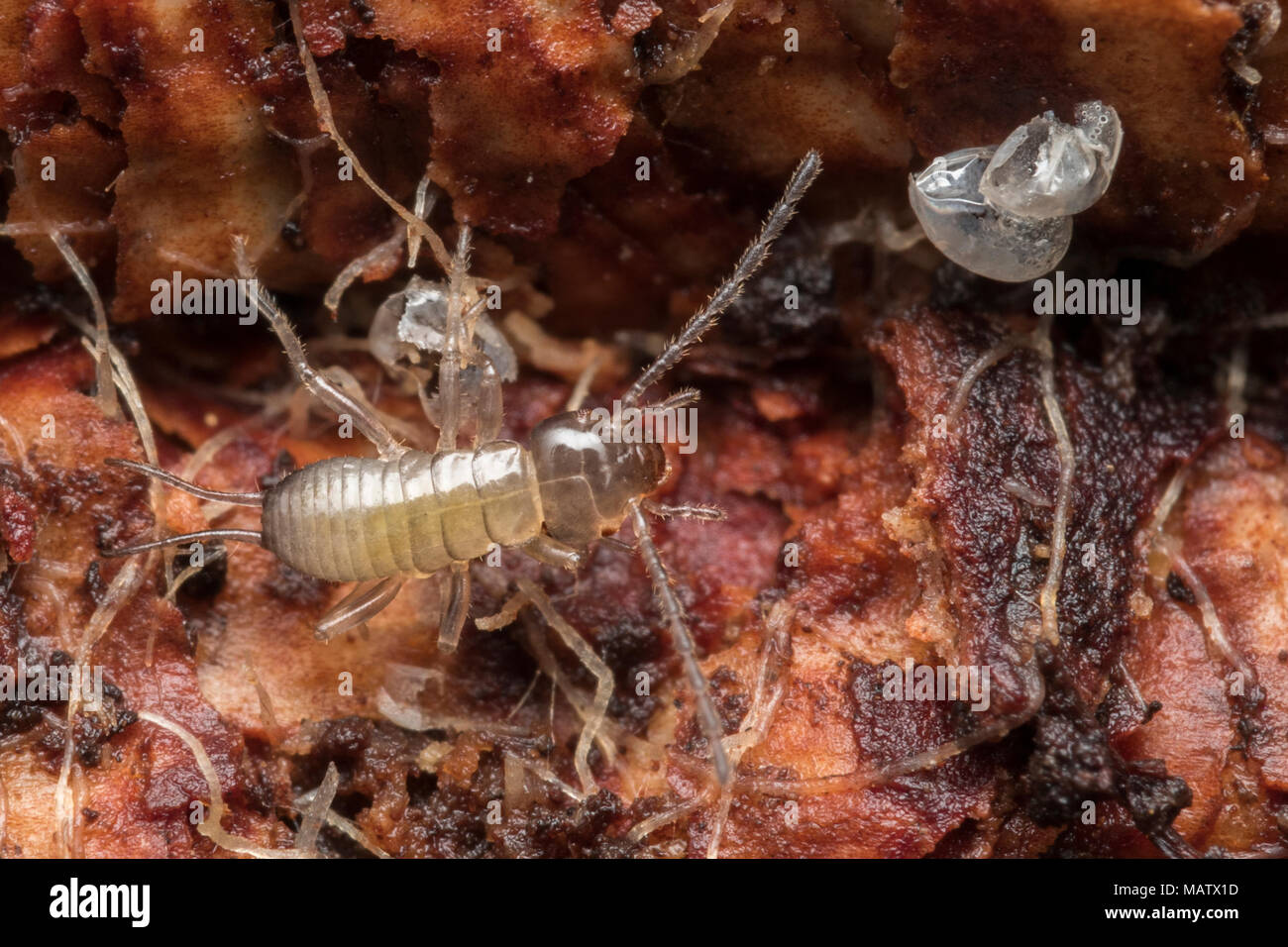 Common Earwig hatchling (Forficula auricularia) undergound in woodland habitat. Tipperary, Ireland Stock Photo