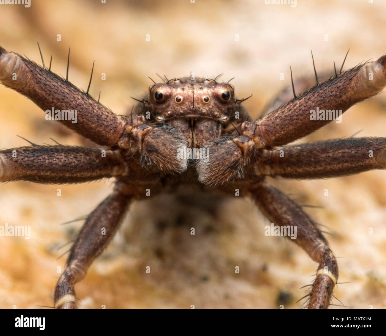 Crab Spider (Xysticus sp.) in defensive pose on a rock. Tipperary, Ireland Stock Photo