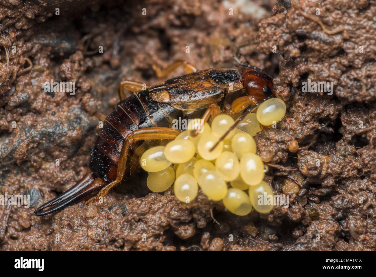 Female Earwig (Forficula auricularia) protecting her eggs under a rock. Tipperary, Ireland Stock Photo