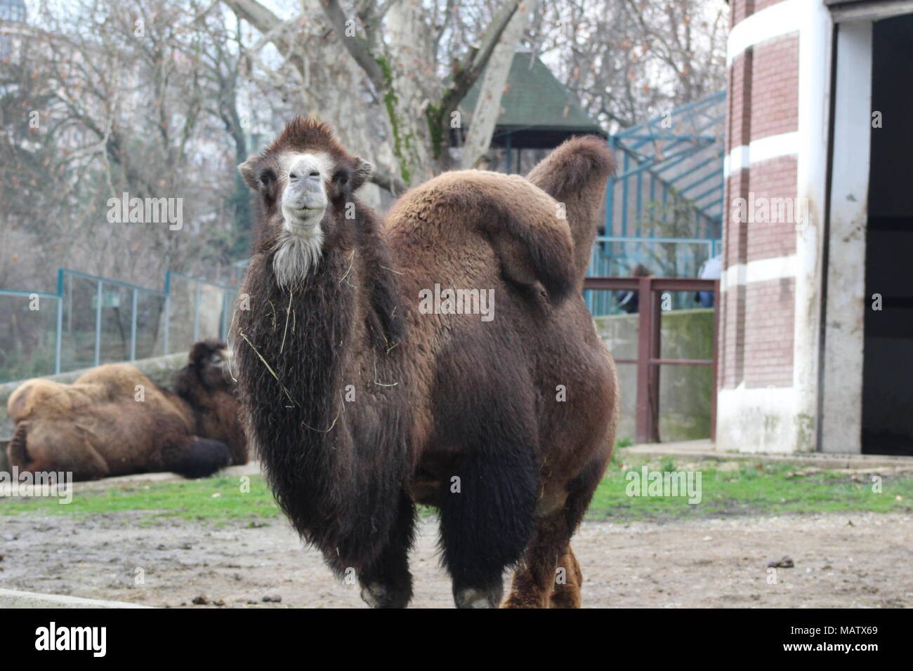 Camils hi-res stock photography and images - Alamy