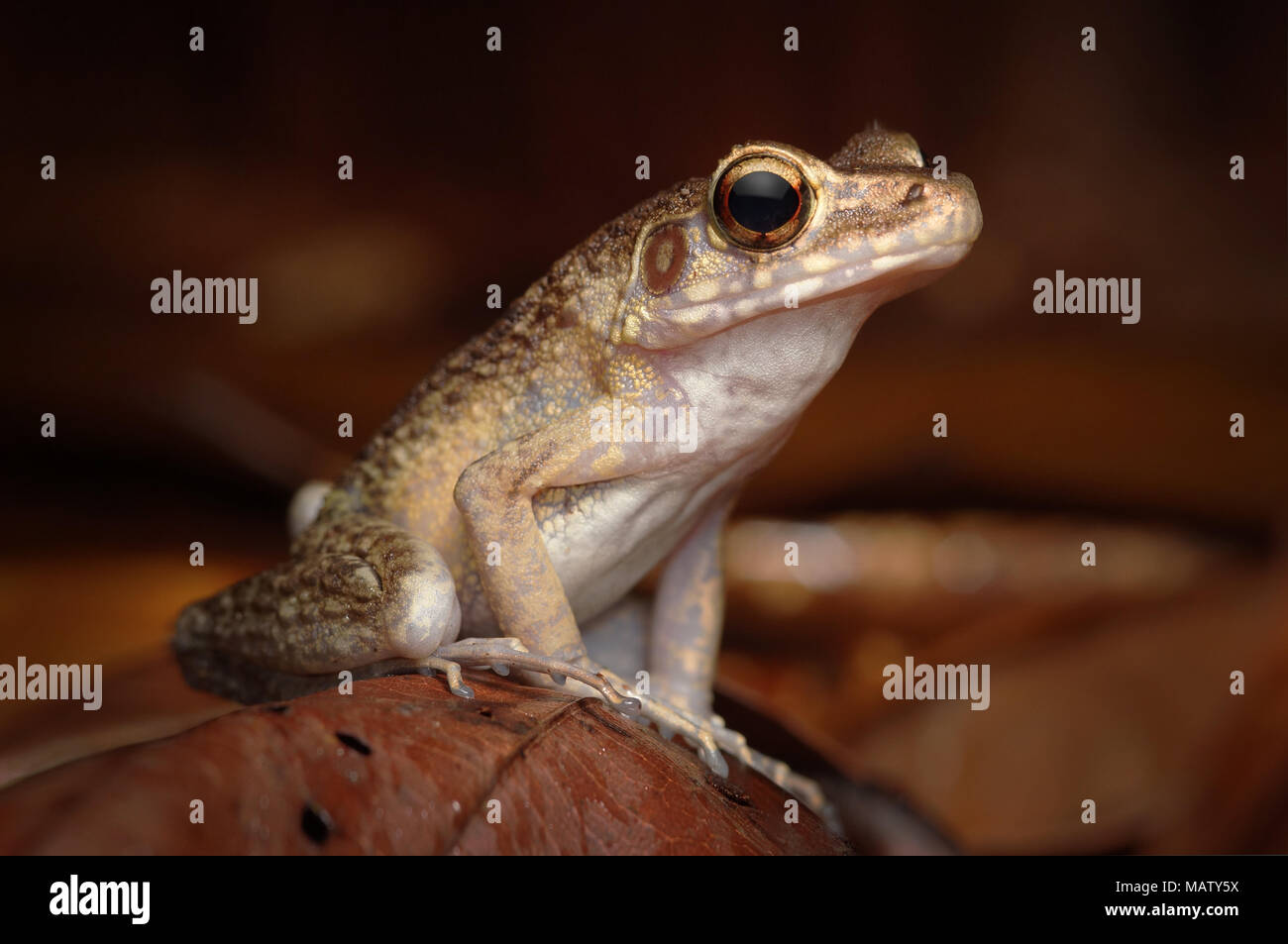 Brown marsh frog Hylarana baramica Stock Photo
