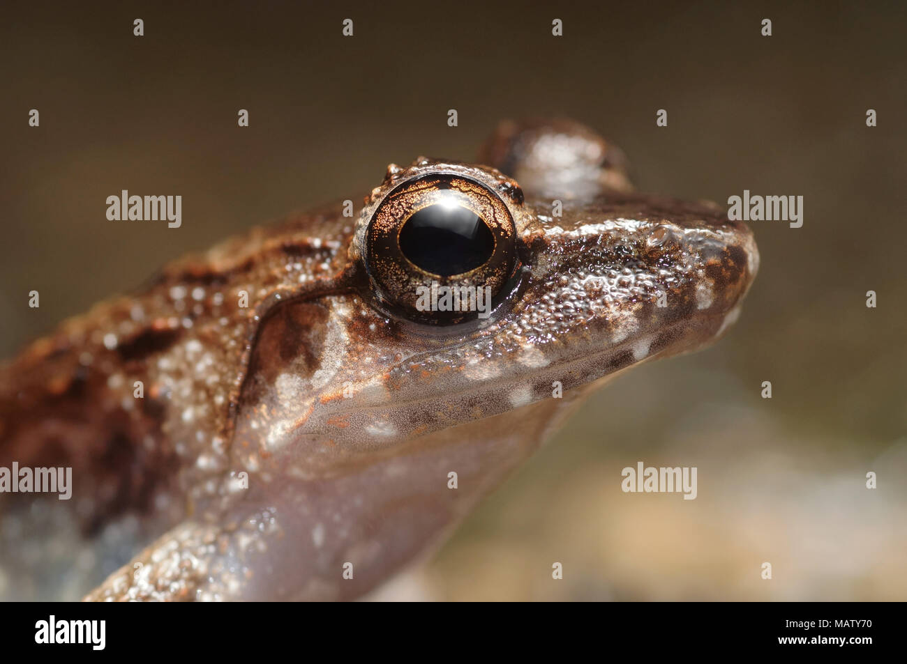 Lesser swamp frog Limnonectes paramacrodon Stock Photo Alamy