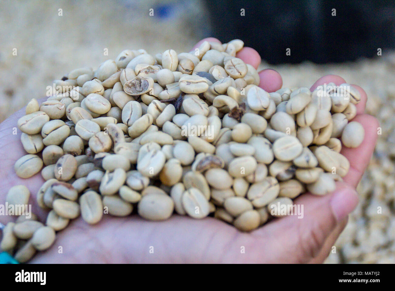 Some Coffee Beans Scattered On Hold Hands. Stock Photo
