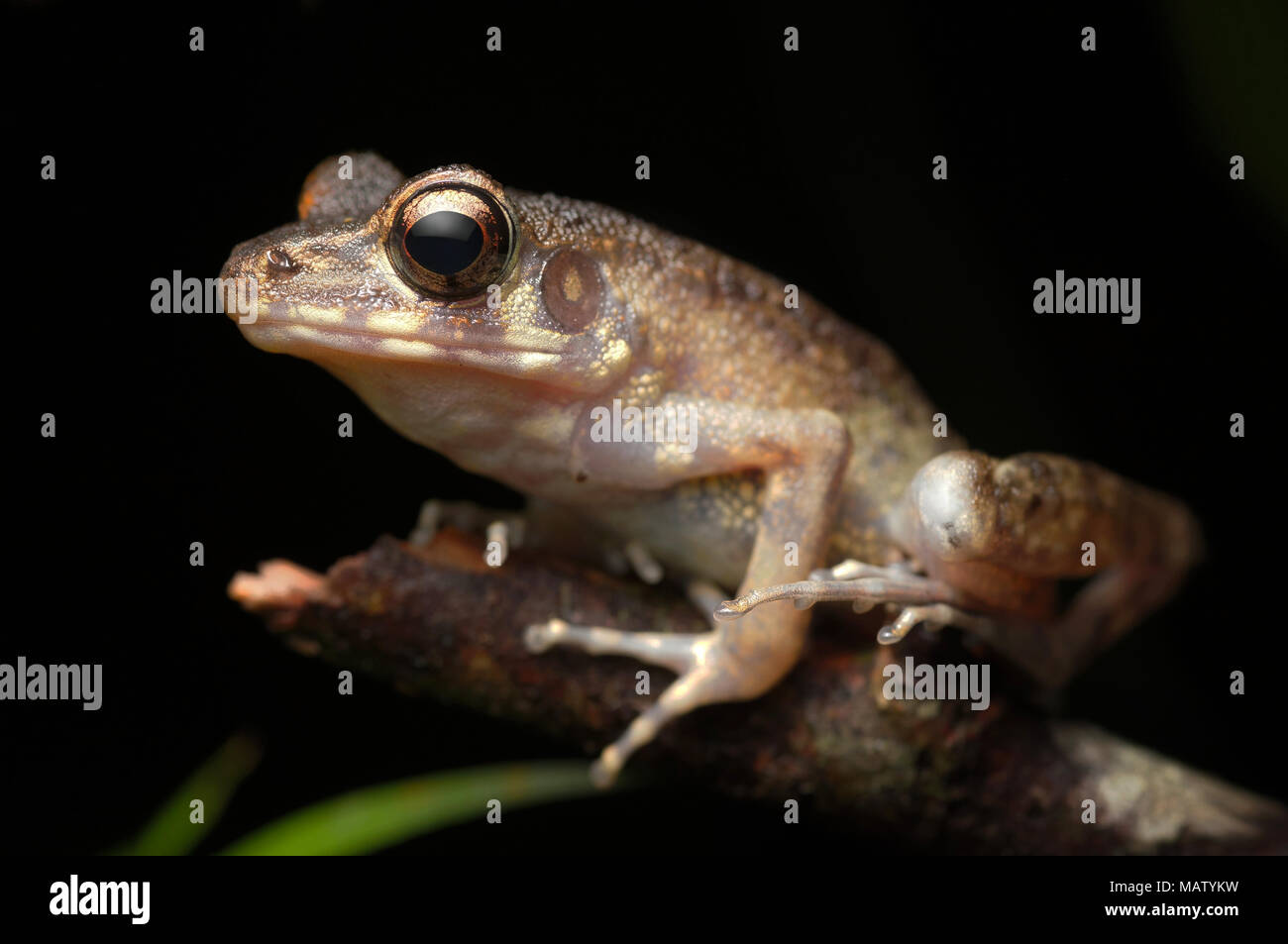 Brown marsh frog Hylarana baramica Stock Photo