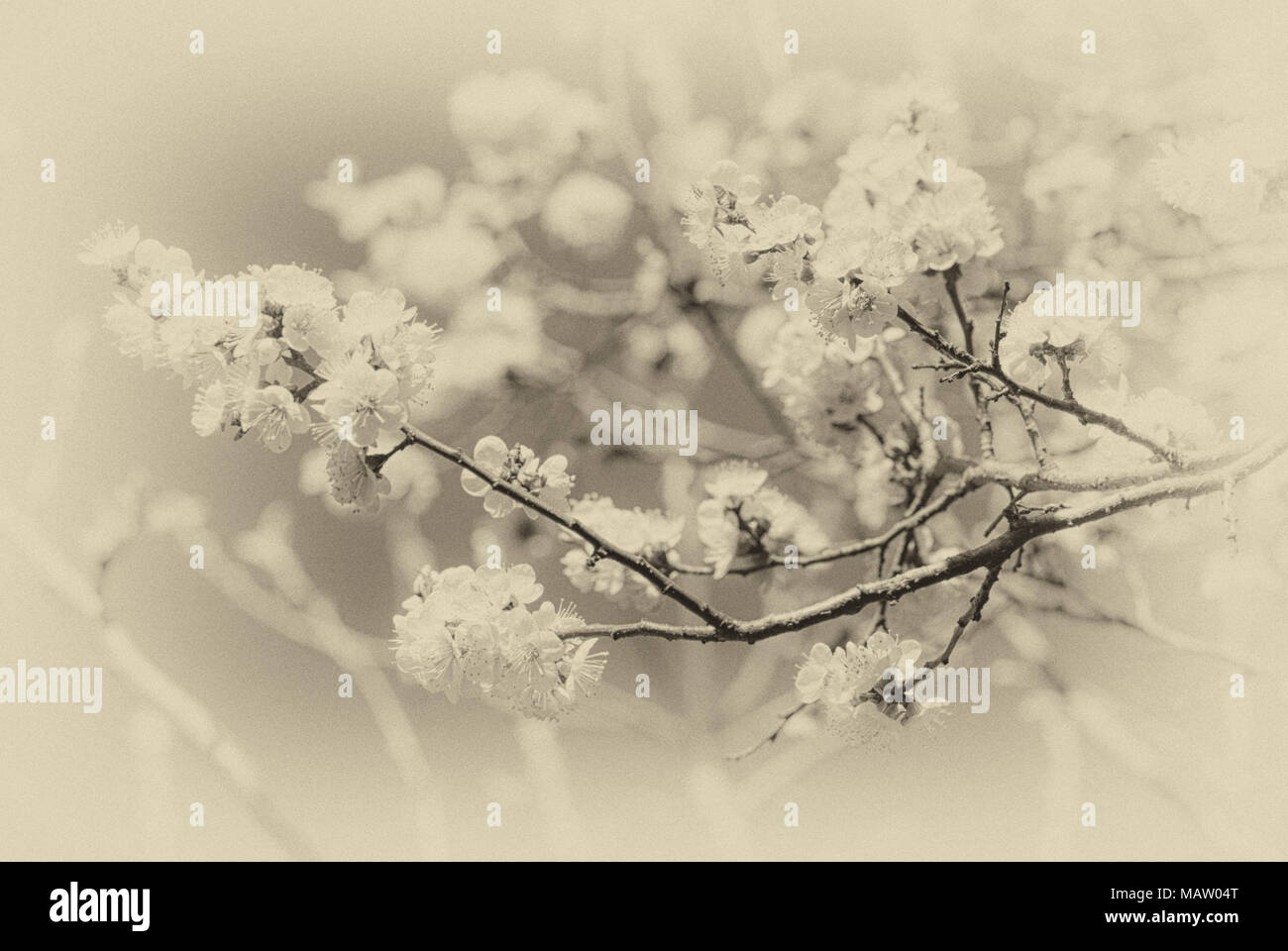 Toned photo of flowering cherry branches stylized in retro style Stock Photo
