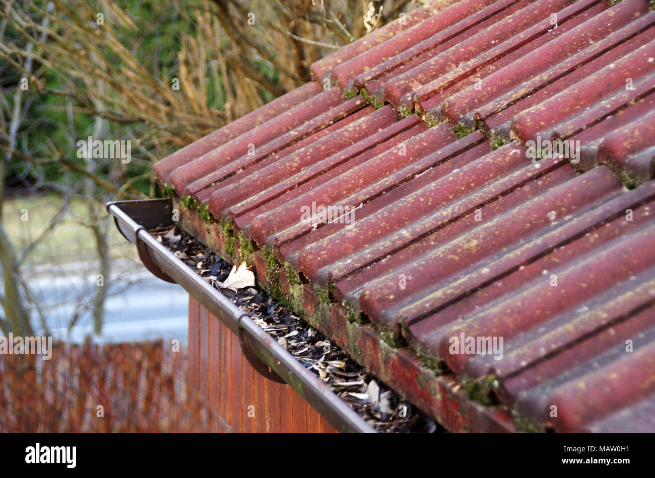 Cleaning dirty gutter from moss and leaves. Building with unclean tile roof after winter. Spring cleaning. Stock Photo