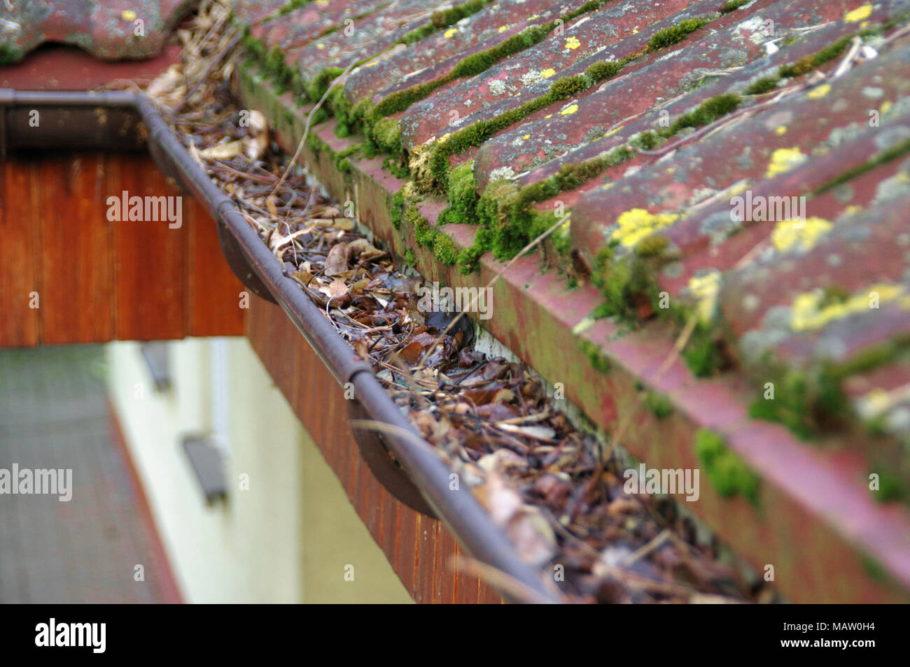 Cleaning dirty gutter from moss and leaves. Building with unclean tile roof after winter. Spring cleaning. Stock Photo