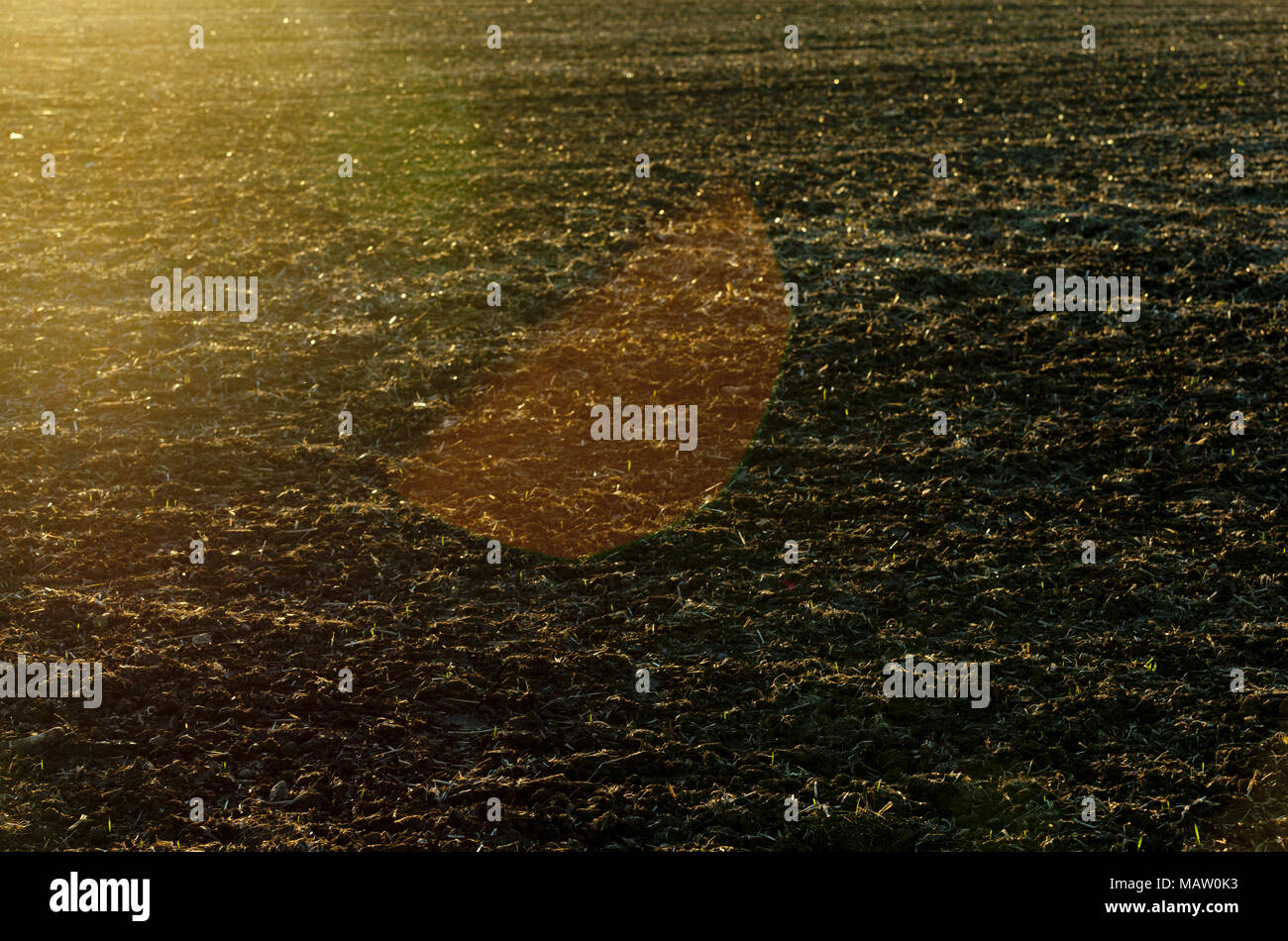 Field of grass background sunset Stock Photo - Alamy