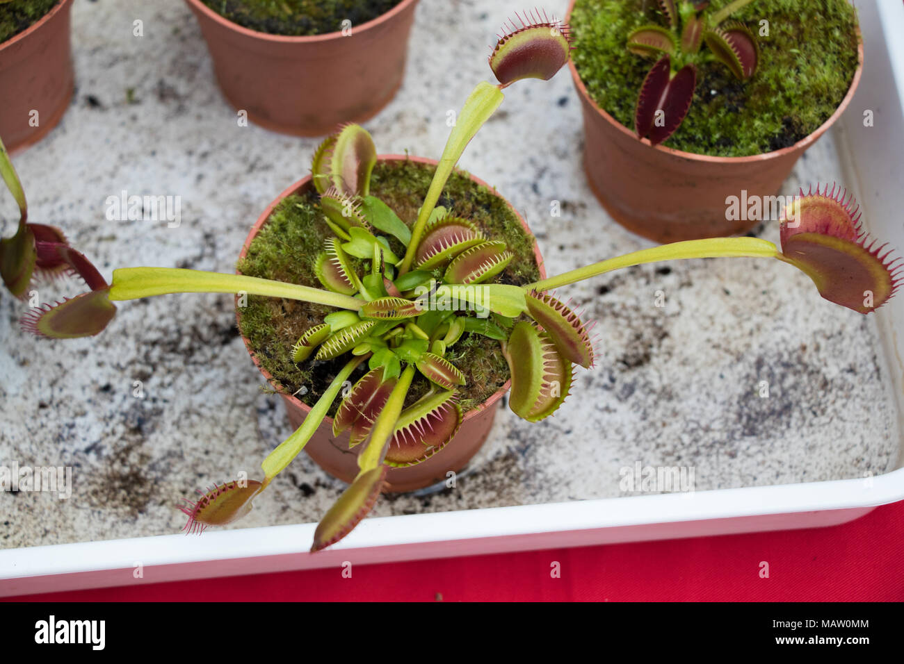 Venus flytrap plants used as part of a science experiment, Middlesex University Stock Photo