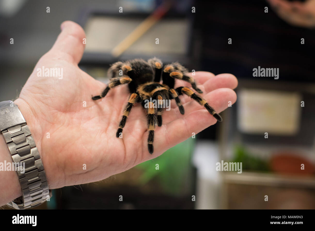 Mexican redknee tarantula in a woman's hand Stock Photo