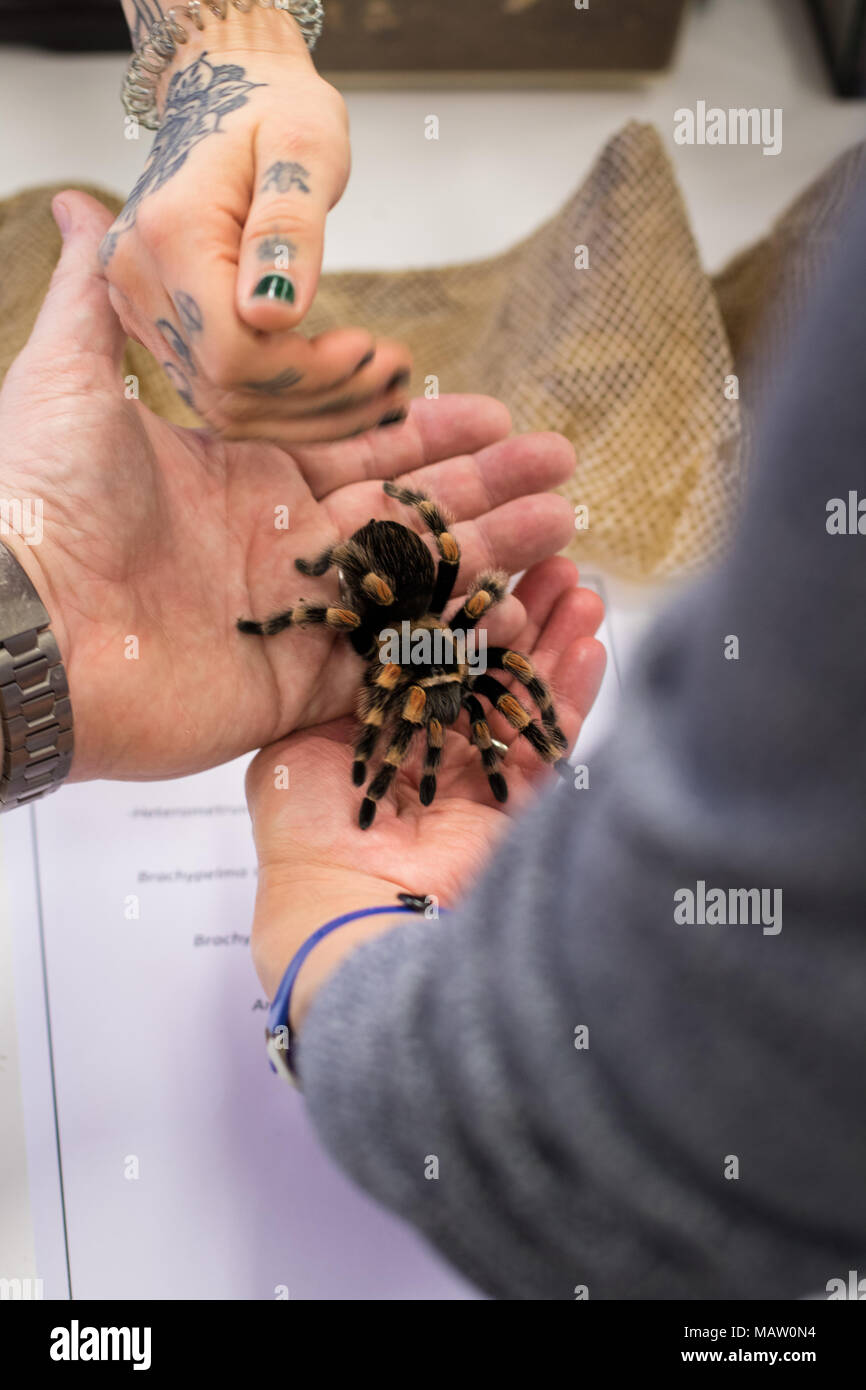 Mexican redknee tarantula in a woman's hand Stock Photo