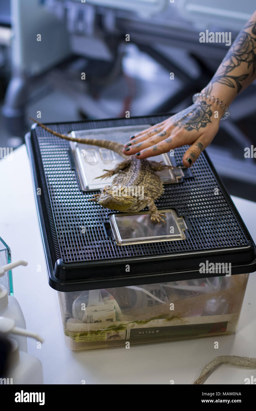 Pogona or bearded dragon kept as a pet, being handled by a woman Stock