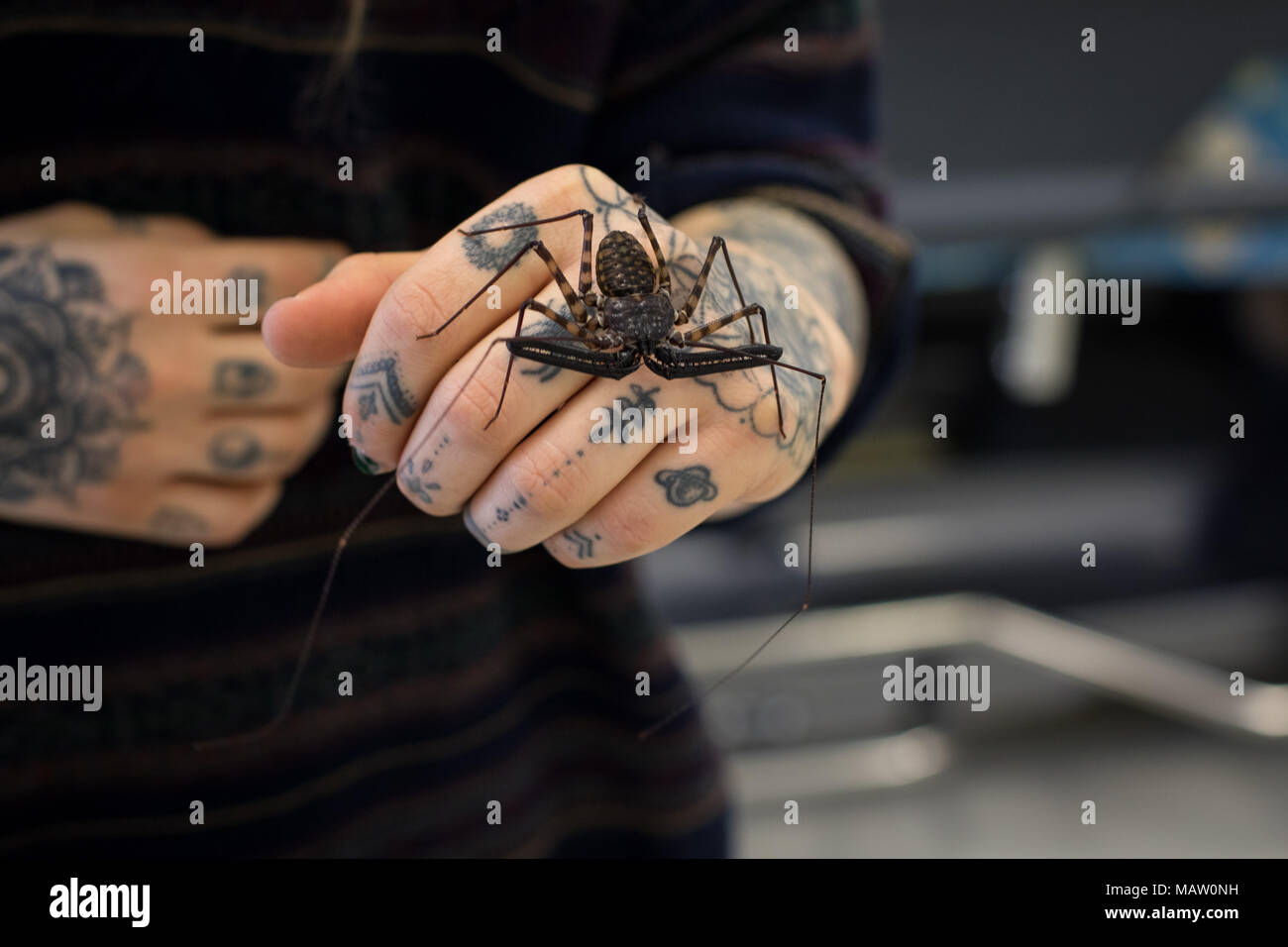 Whip scorpion, Thelyphonida or Vinegaroon, a large arachnid, being