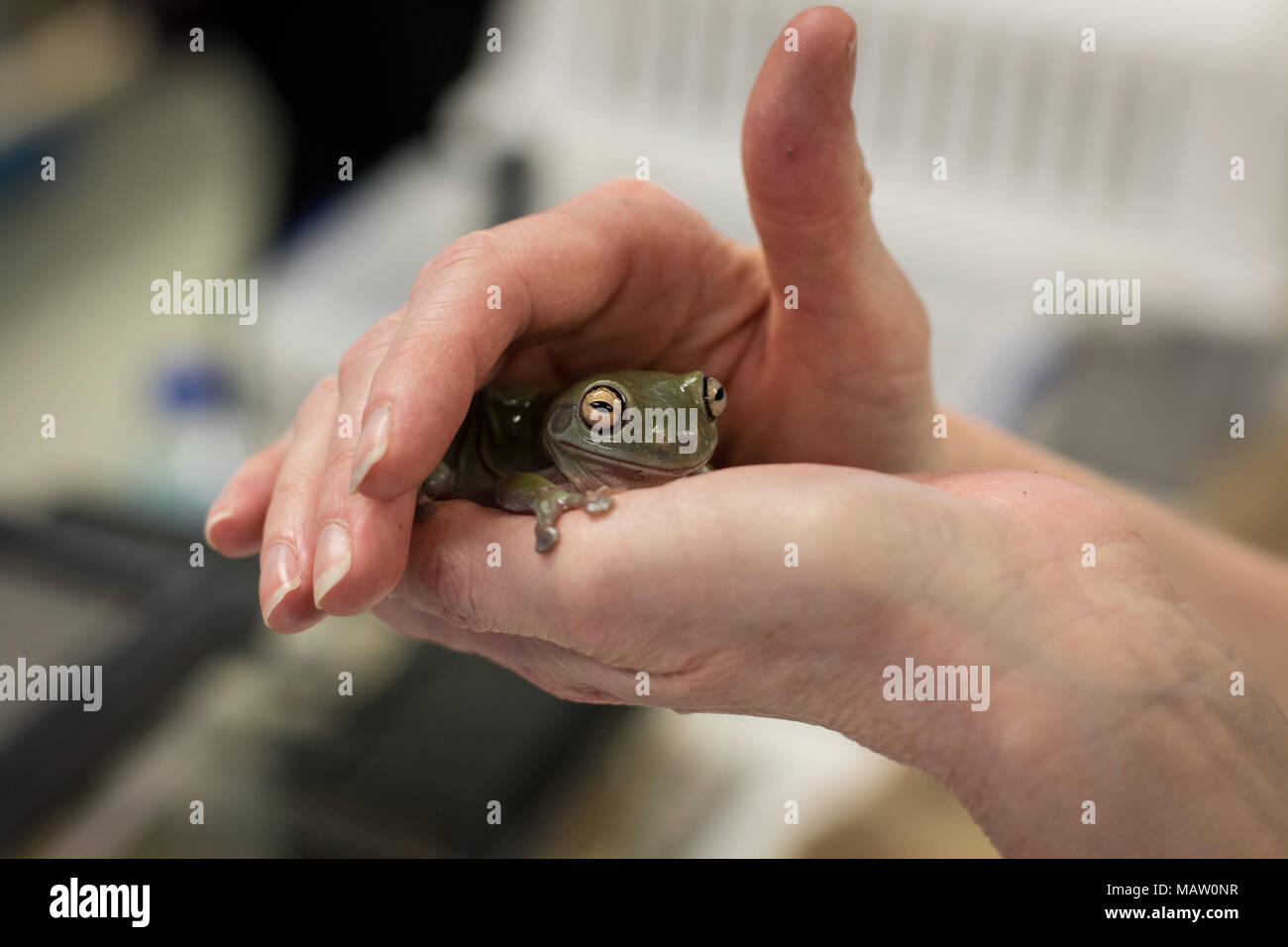 White's tree frog kept as a pet Stock Photo